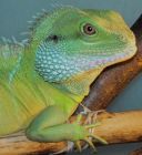 king iguana