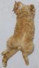 Magnus the Cat