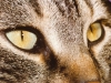 Mad Cat