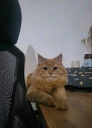 post-35343-1717209115_thumb.jpg